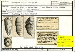 Karteikarte zum Holotyp von Gaudryina insecta Stache, 1864
